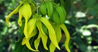  Valentinovo uz emotivnu inventuru i ylang ylang 