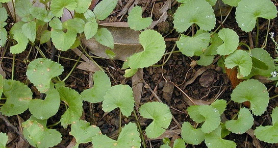 Gotu Kola