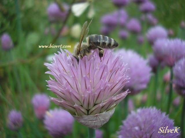 Vrijeme je za vlastiti vrt