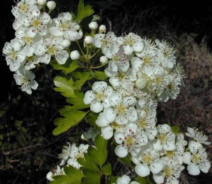 Glog, bijeli i crveni - ljekovito bilje Naturala.hr