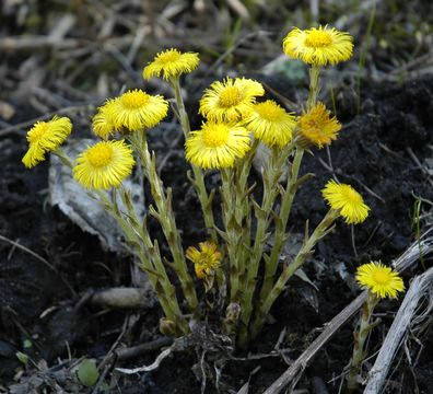 Podbjel Riba Podbjel - ljekovito bilje Naturala.hr