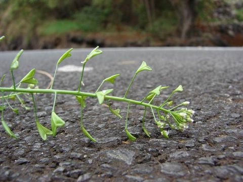 Šalica čaja - depresija, nesanica, anemija