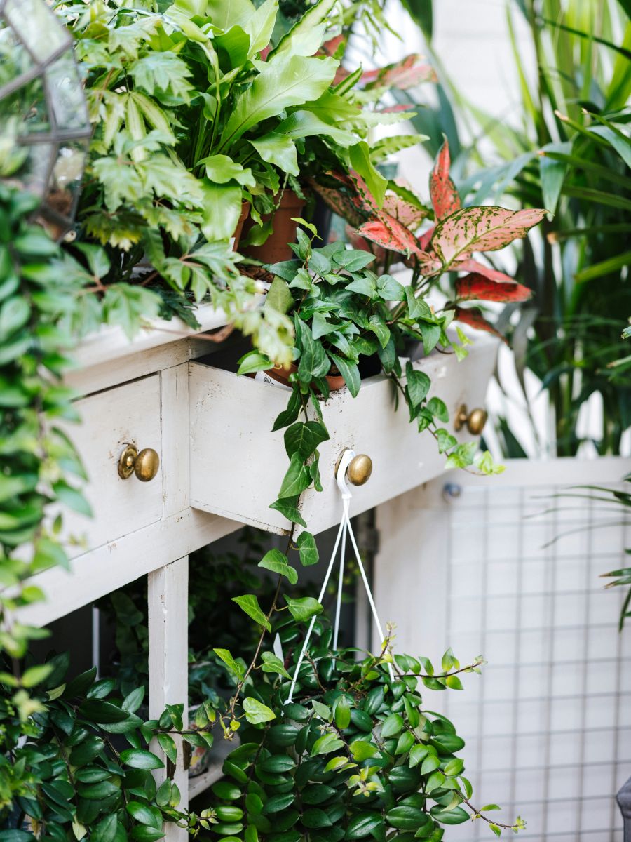 Briga za biljke u jesen zapravo postaje jednostavnija, no često nam propadaju jer ne znamo na koji način jednostavnija