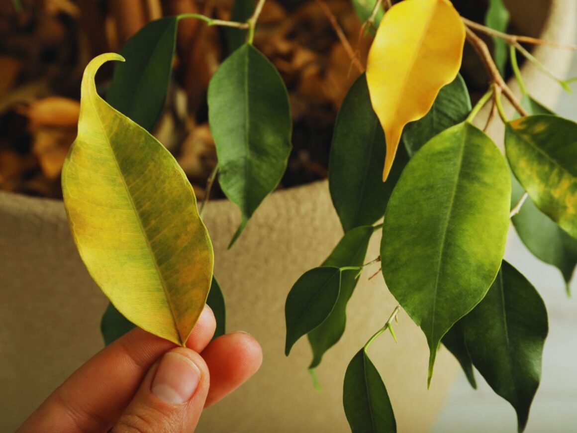 Žuto lišće sobne biljke