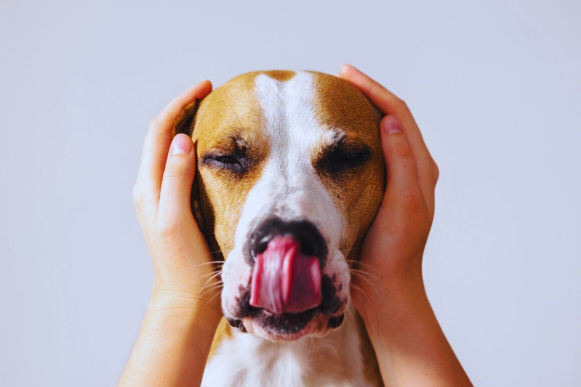 Strah od vatrometa čest je među kućnim ljubimcima i predstavlja značajan problem za njihovo zdravlje