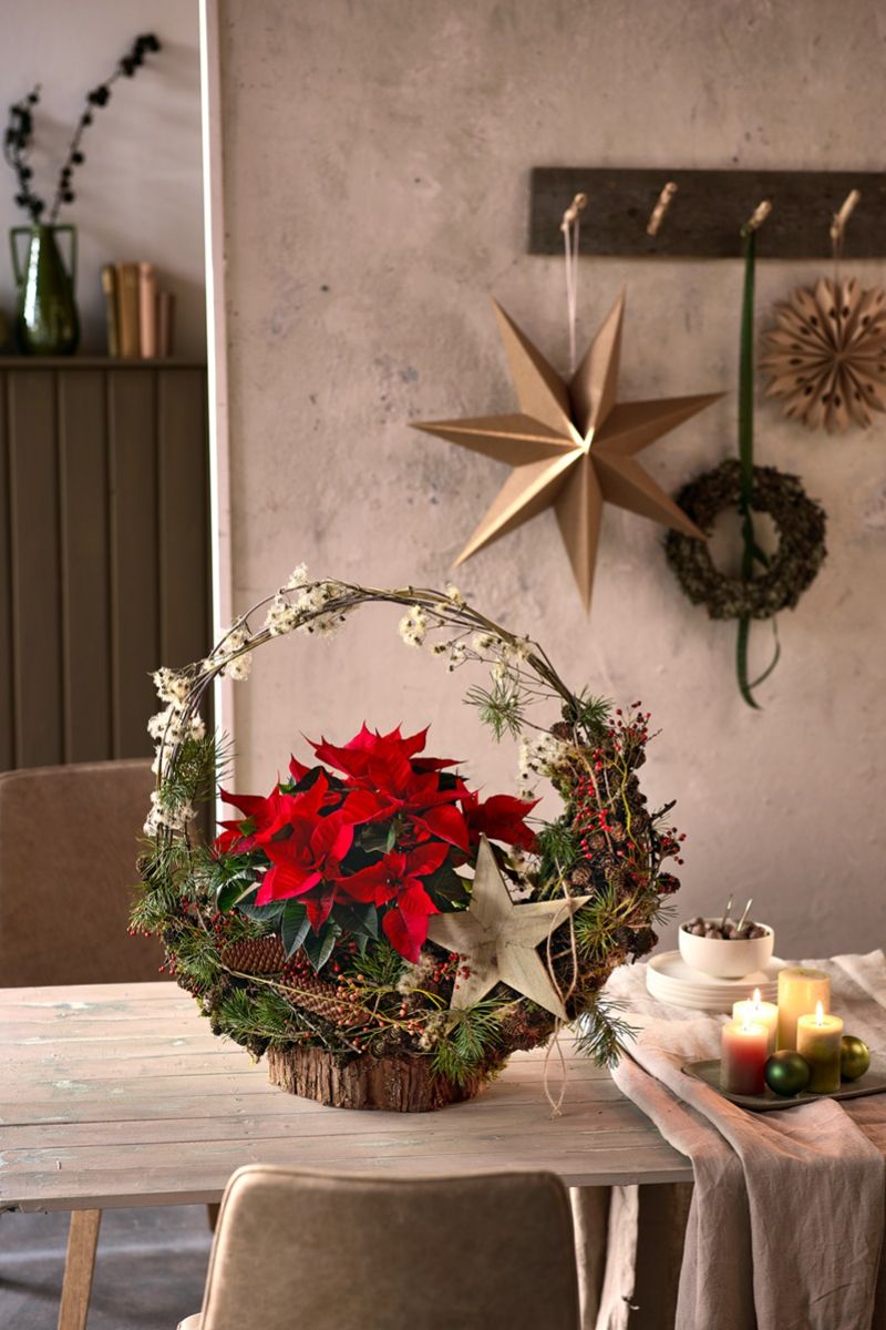 Kako je božićna zvijezda postala božićna biljka?