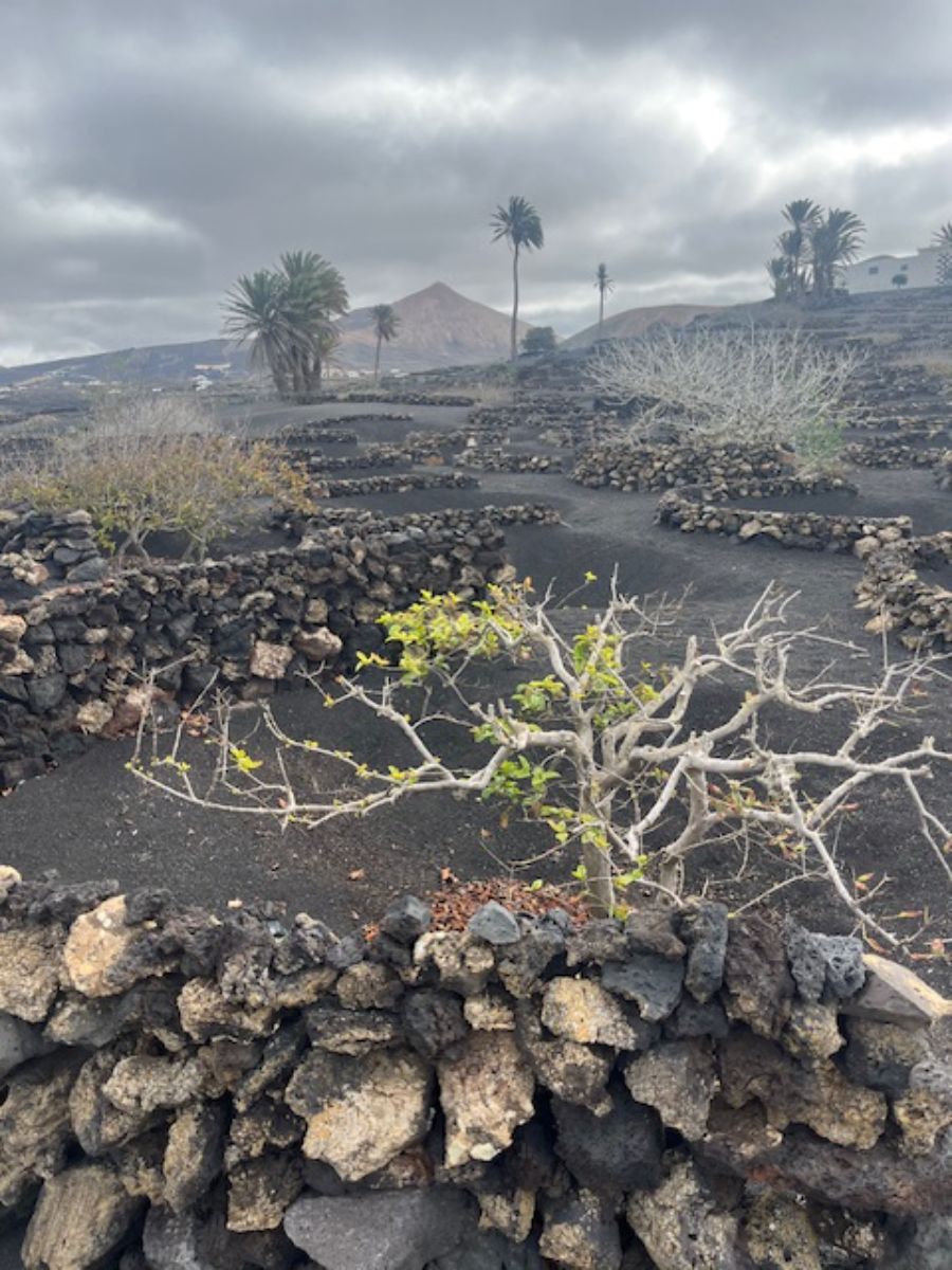 Osim spektakularnih plaža, lunarnog krajolika i surfanja, Lanzarote skriva i nešto što mnogi turisti ne očekuju – nevjerojatna vina