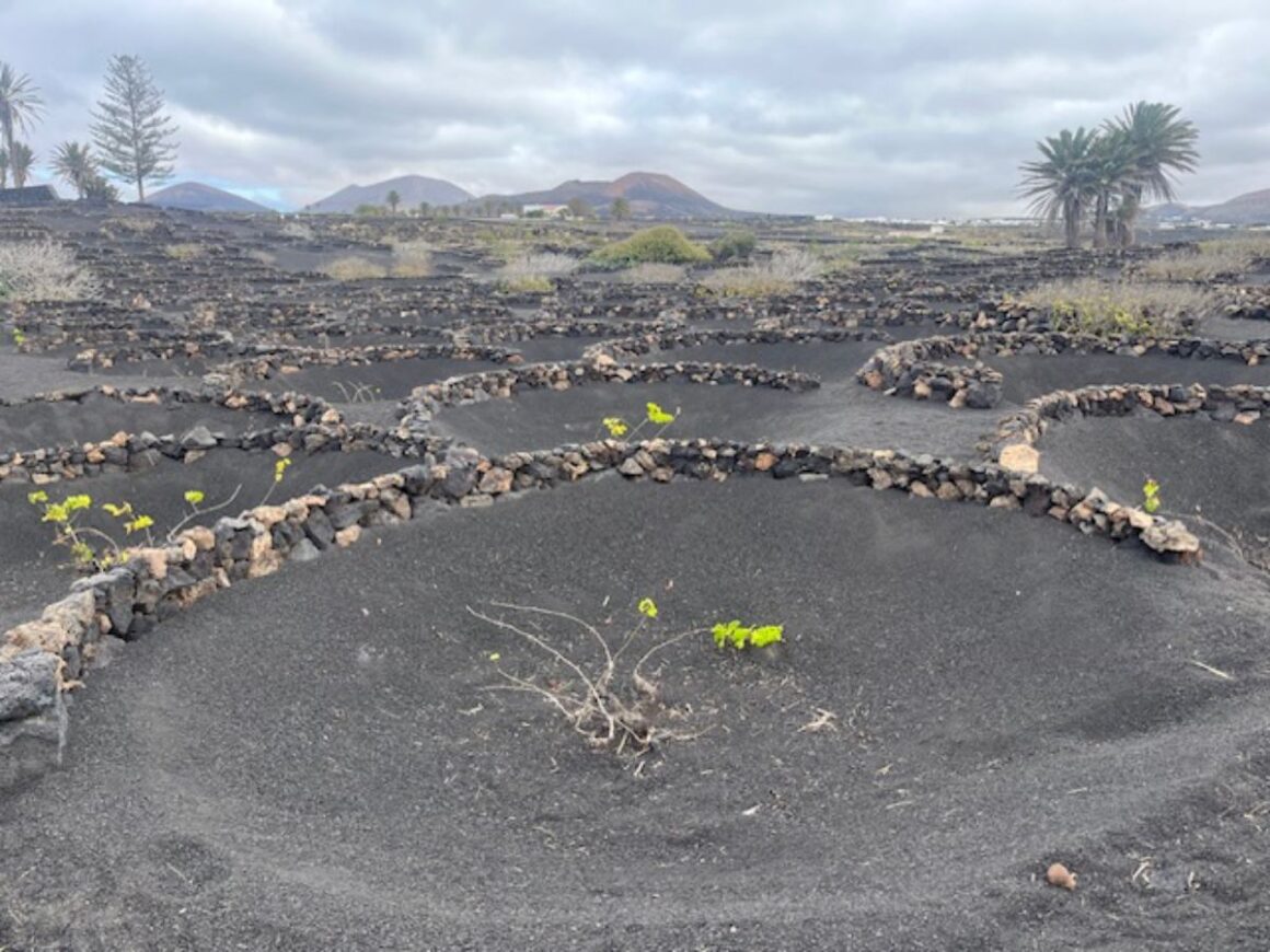 Osim spektakularnih plaža, lunarnog krajolika i surfanja, Lanzarote skriva i nešto što mnogi turisti ne očekuju – nevjerojatna vina
