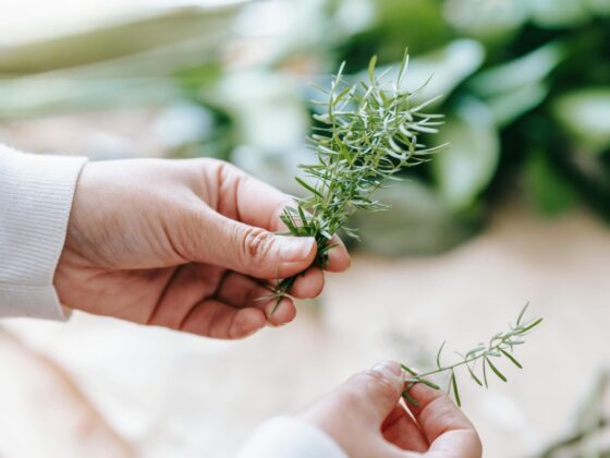 Ružmarin ima snažna protuupalna svojstva i dodatne zdravstvene koristi. Otkrijte kako ga koristiti u svakodnevnim obrocima