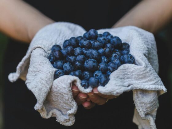 Divlje borovnice nisu tek ukusna poslastica – one su jedan od najsnažnijih saveznika koje možete uvrstiti u svoju prehranu